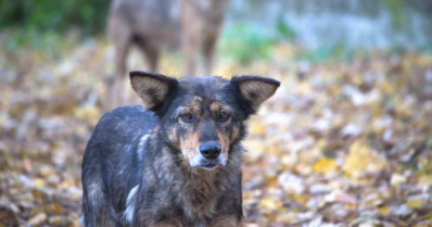 Villikoiralauma käyttäytyi uhkaavasti ihmisiä kohtaan – poliisi antoi lopetusluvan