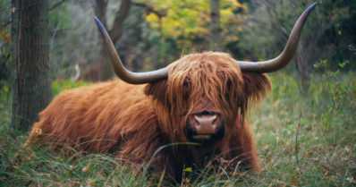 Joku päästi ylämaankarjaa aitauksesta vapaaksi – kolme sonnia vielä karkuteillä